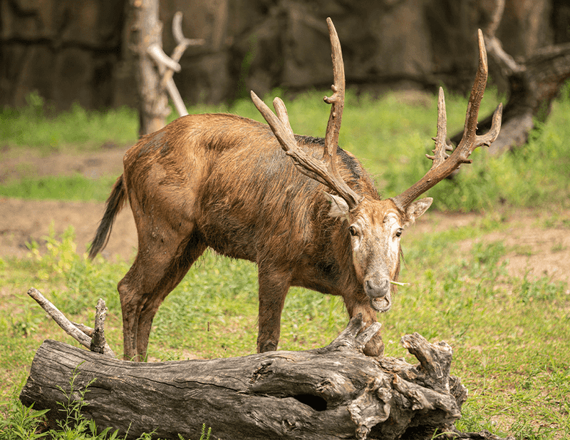 Père David's Deer