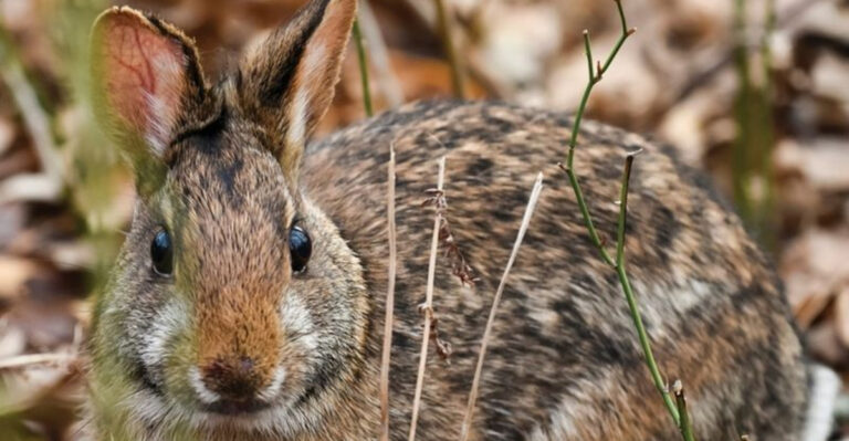 Extinct No More? 12 Facts About The Cottontail Discovery In Mexico