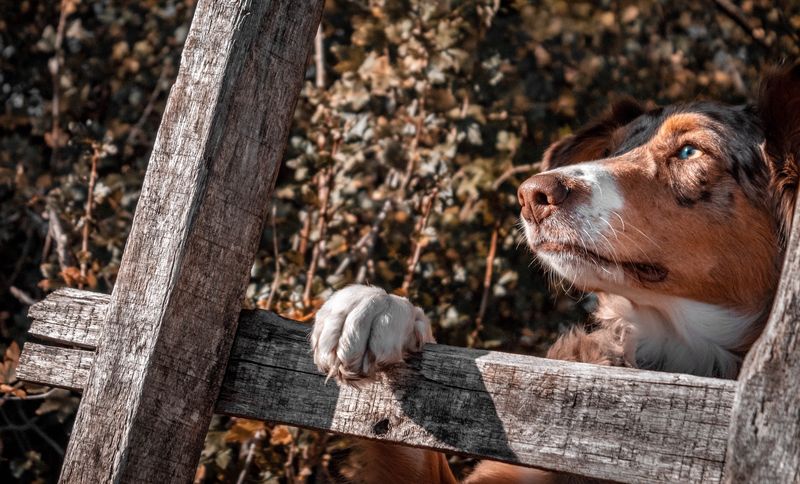 Fence Running Until Paws Bleed