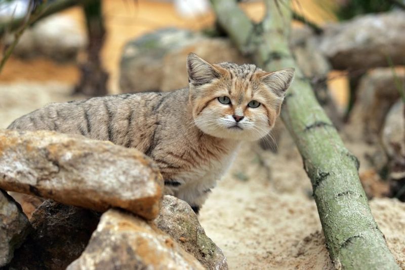 Low-Water Grooming Routine
