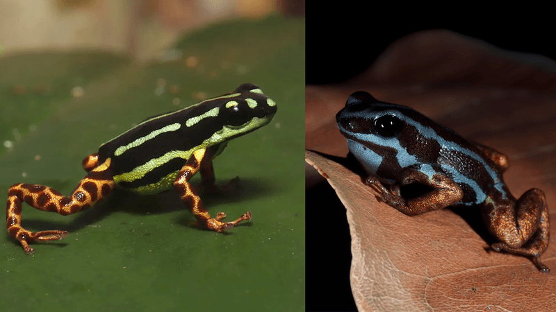 Evolutionary Mystery – Distant Relatives