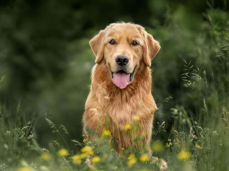 Sociable Golden Retrievers