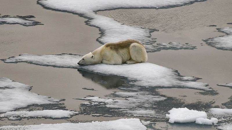 Melting Away: Polar Bear