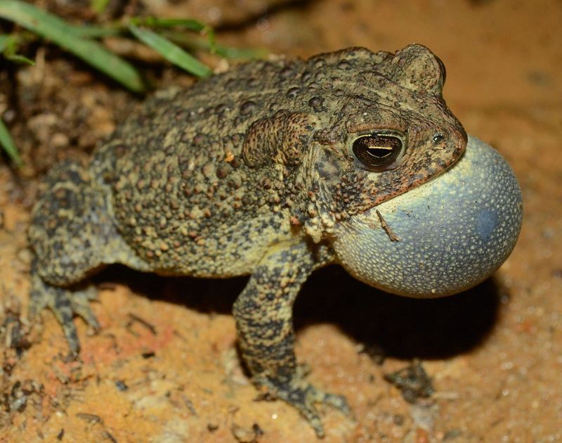 Last Dance: Houston Toad