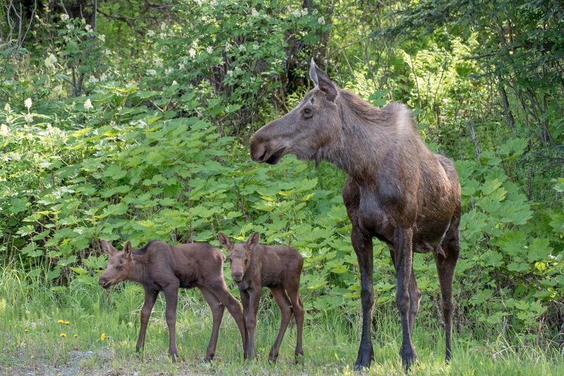 Not Understanding The Wildlife's Habits