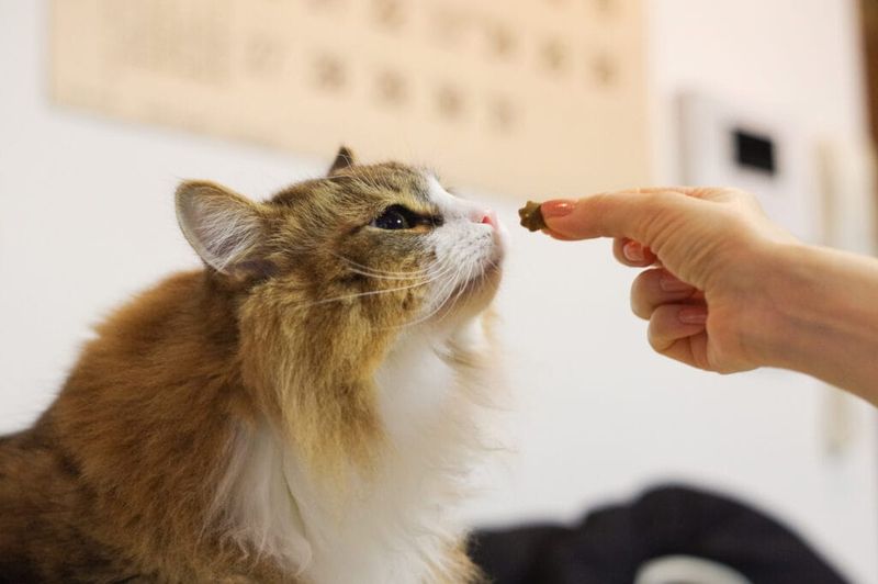 Overfeeding Treats