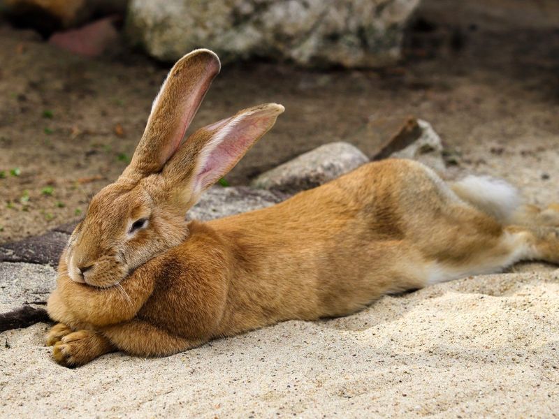 Flemish Giant Rabbits