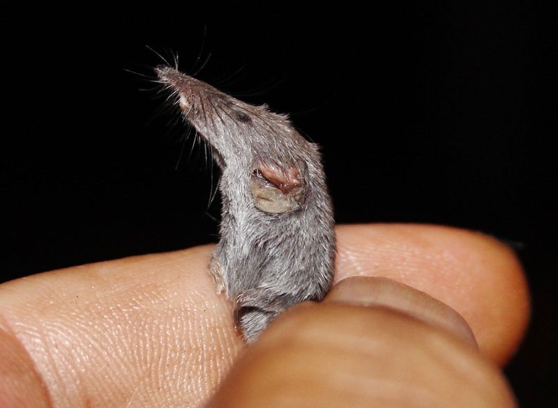 Etruscan Shrews: Thimble-Sized Mammals With Racing Hearts
