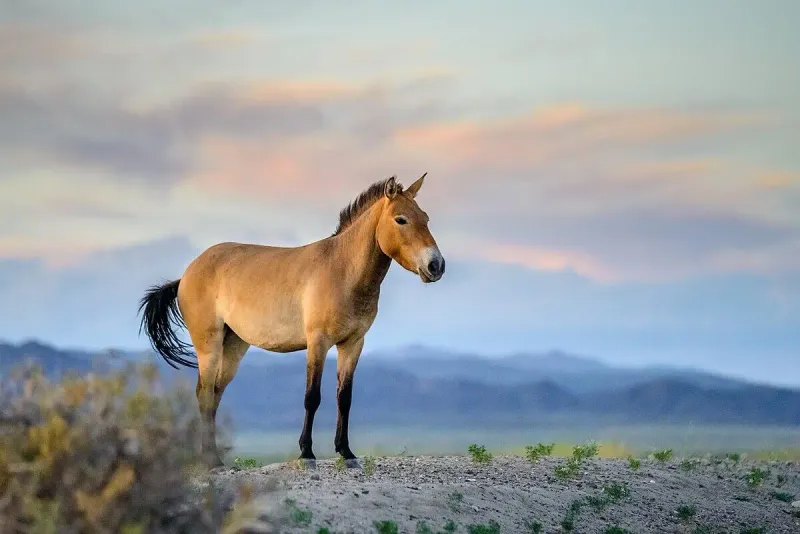 Przewalski's Horse