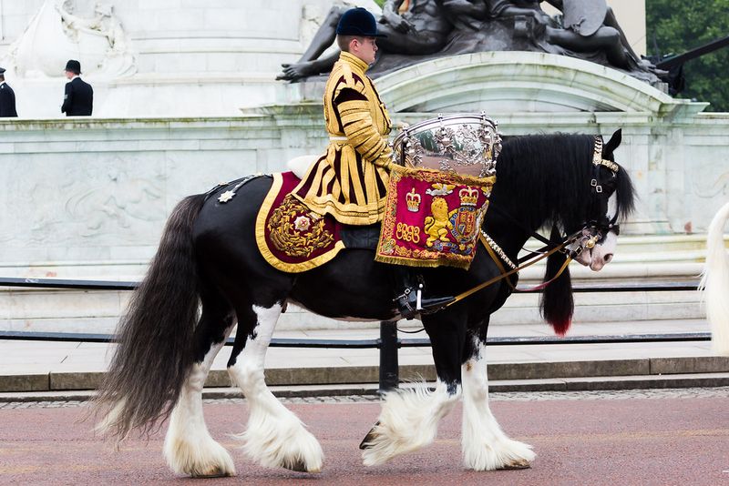 Ceremonial Drum Horses In Royal Processions