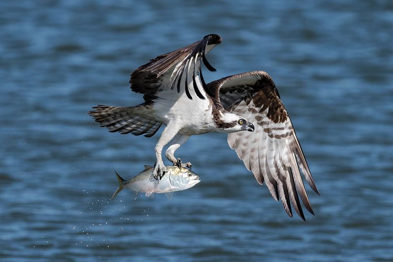 Ospreys Signal Watershed Health