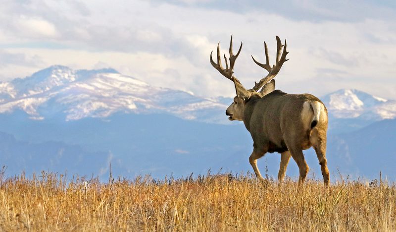 Mule Deer