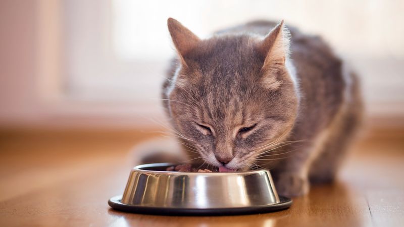 Consistent Feeding Schedule