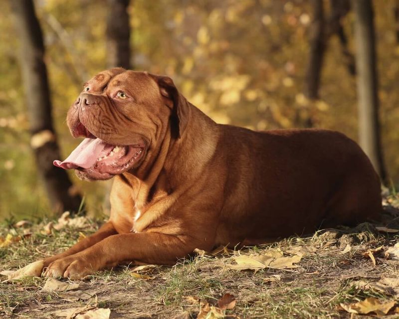 The Gentle Guardian