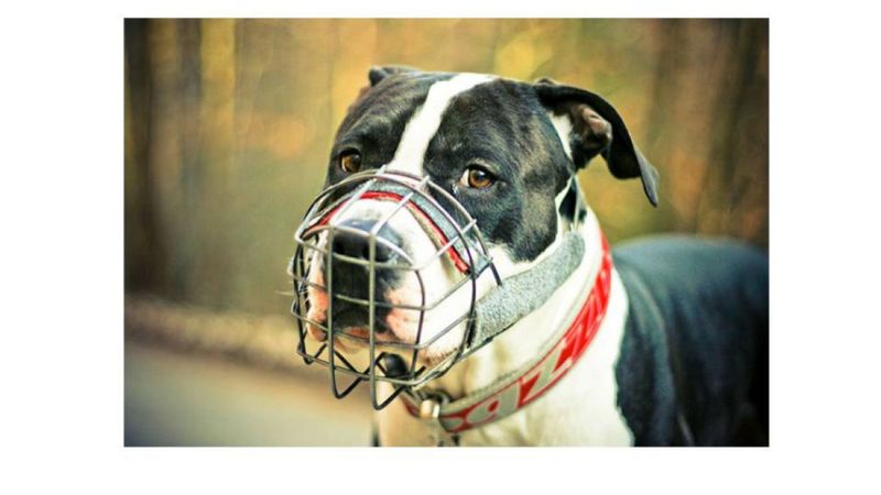 Breed-Specific Legislation Doesn't Reduce Dog Bites
