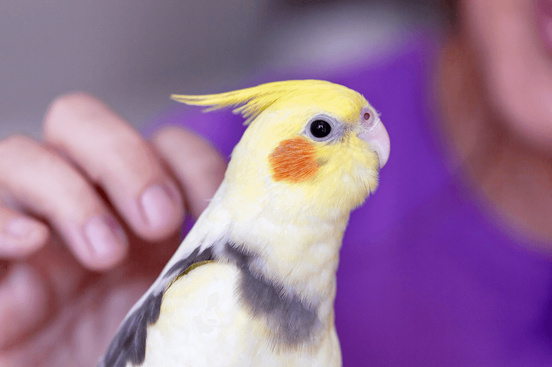 Cockatiels: The Whistling Serenaders