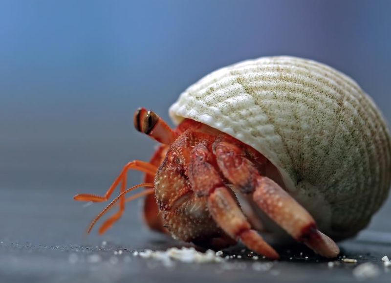 Hermit Crab: The Shell-Swapping Introvert