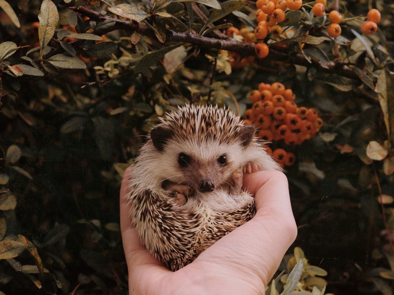 Hedgehog