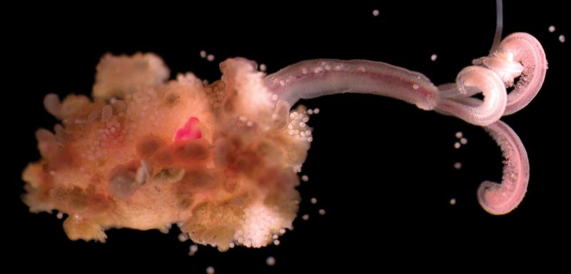 Zombie Worms: Bone-Eating Oddities