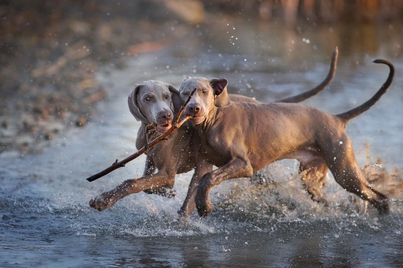 Hunting Aristocrats: Weimaraners