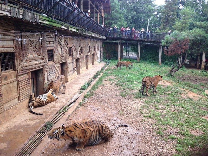 China's Captive Tiger Farms