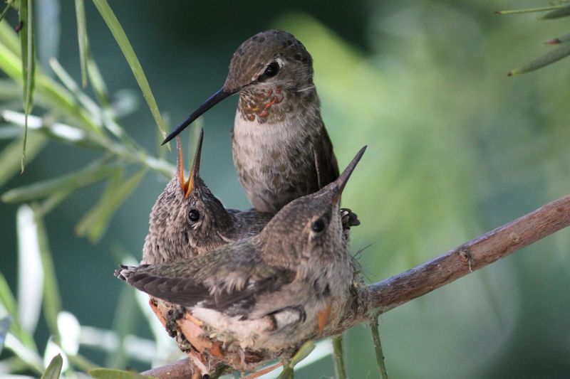 Weather Wonders: Temperature Affects Nest Time