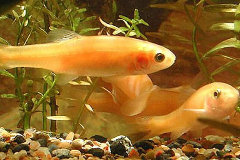 Rosy Red Minnows - Tiny Splashes of Color