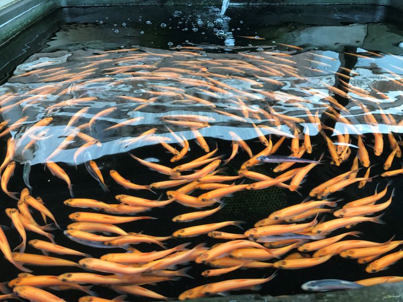 Golden Orfe: Flashy Surface Dwellers