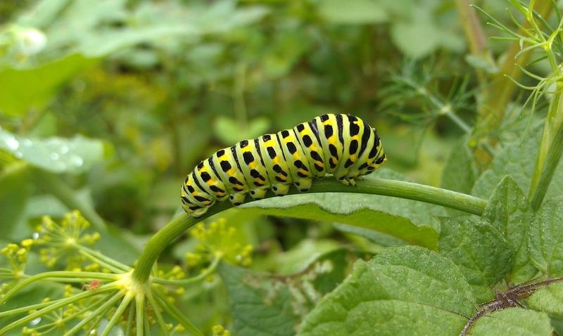 The Role Of Leaves In Swallowtail Nutrition
