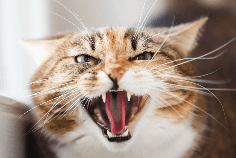 Territorial Aggression