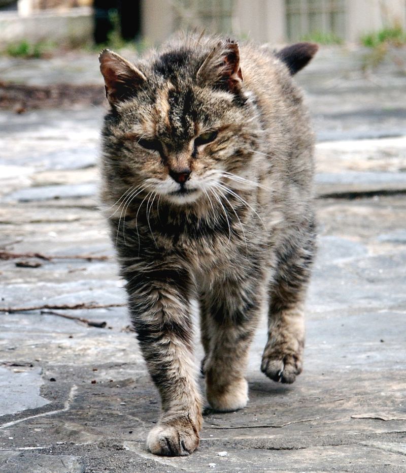 Grooming Habits Indicate Status
