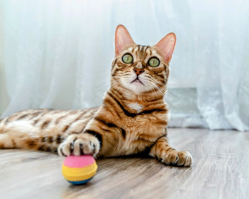 Fetch Players