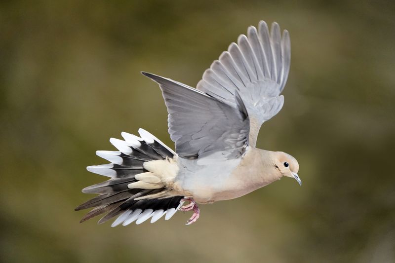 Wing Clapping Creates Special Sounds