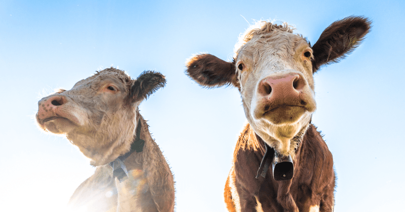 Surprise Snugglers: Cows