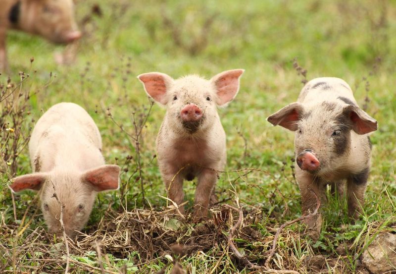 Surprising Scholars: Pigs