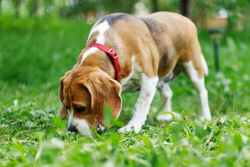 Wanderlust Specialists: Beagles