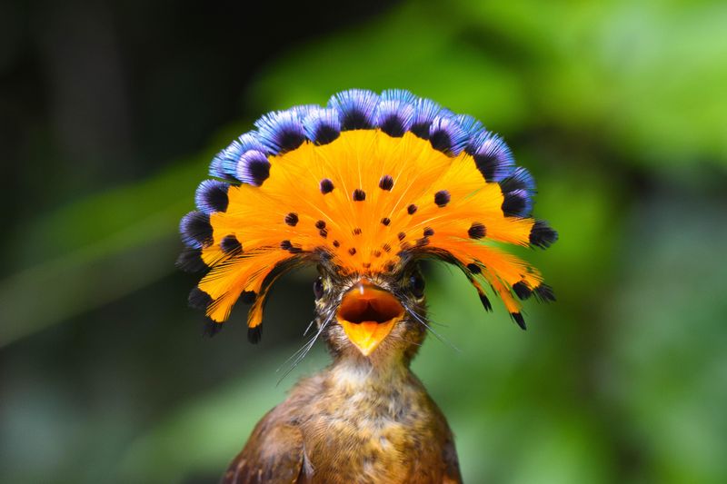 Tropical Royalty