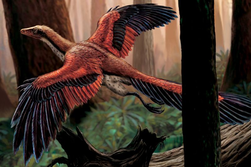 Ruffling The Archaeopteryx Feathers