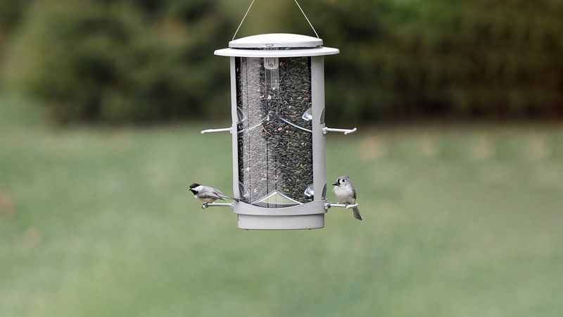 Keep Bird Feeders Clean