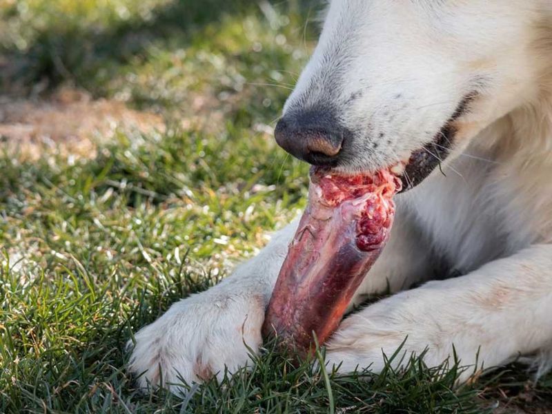 Raw Bones (With Important Safety Rules)