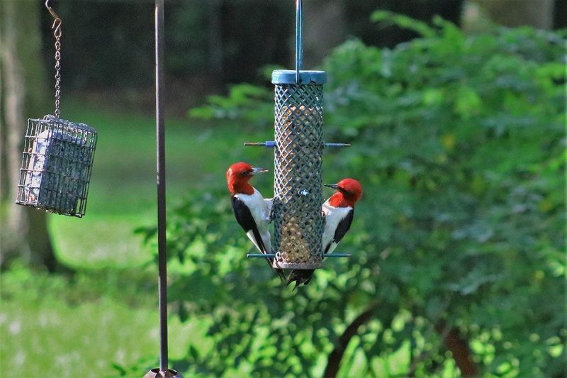 Protect Bird Feeders