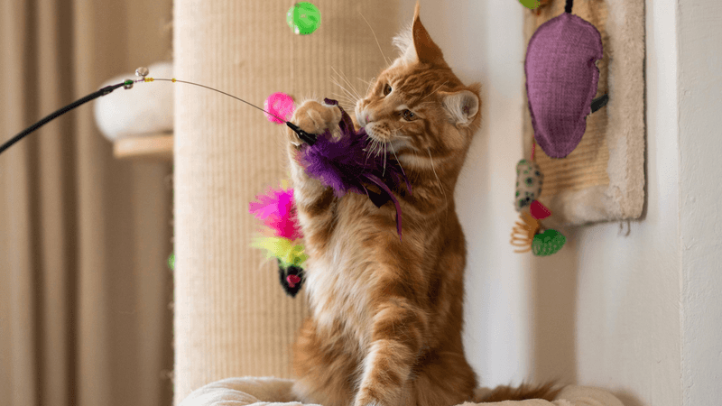 Play According To Their Hunting Style