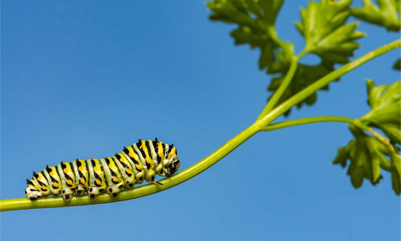 Nutritional Needs For Growth And Development