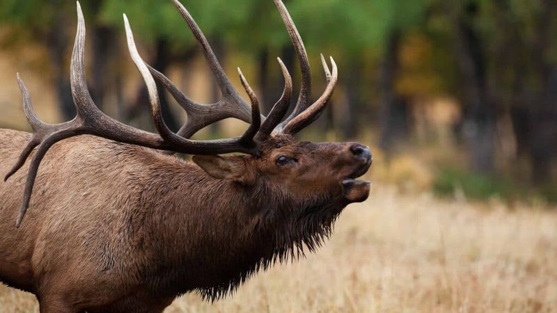 Vocalization Differences