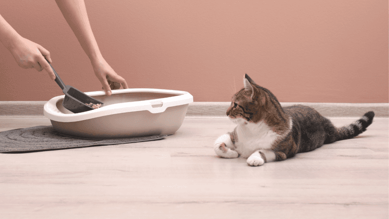Expecting Instant Litter Box Success