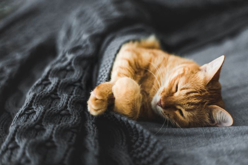 Mimicking Kitten Behavior