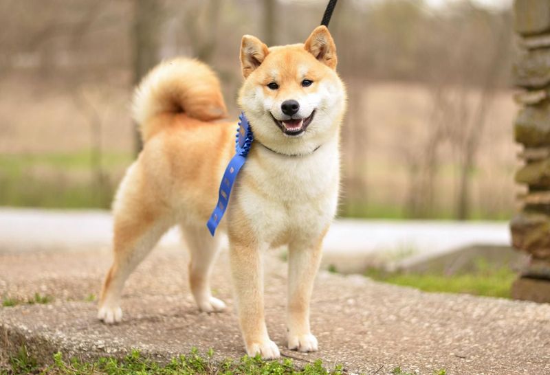 Solo Artists: Shiba Inus