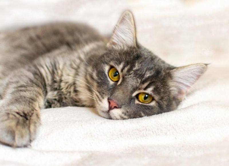 The Purr Paradox