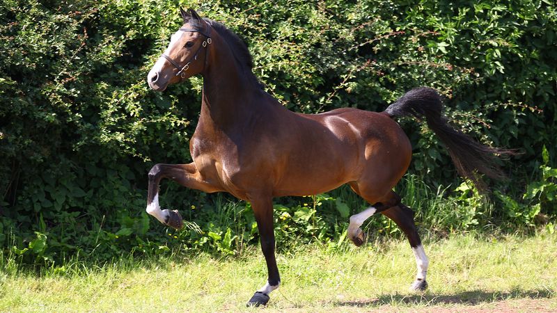 Hackney Pony: The High-Stepping Showstopper