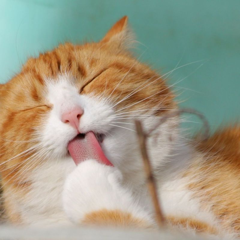 Orange Cats May Have Bolder Personalities